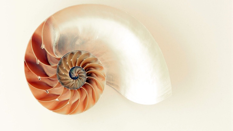 Farmecul șirului lui Fibonacci în natură